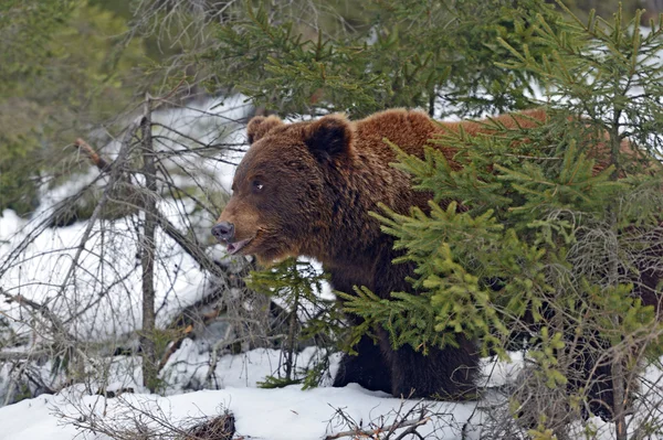 Urso castanho — Fotografia de Stock