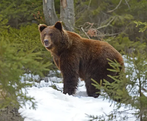 Orso bruno — Foto Stock