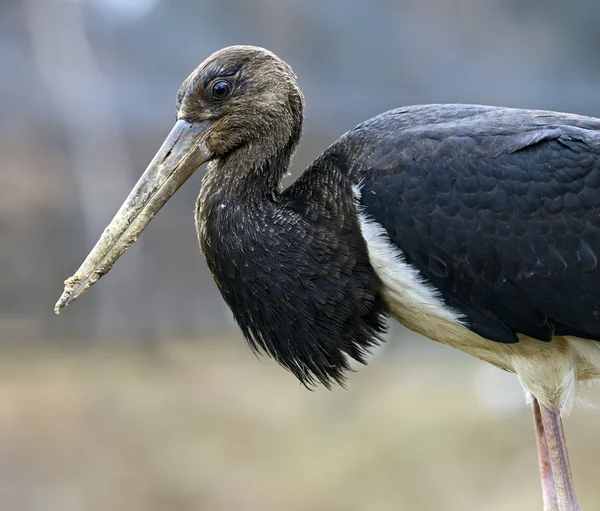 Svart stork — Stockfoto