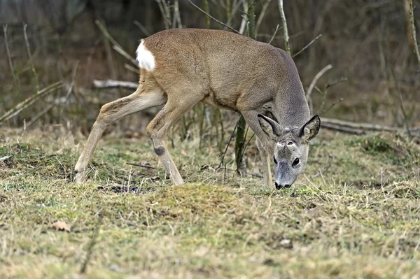 Red deer — Stock Photo, Image