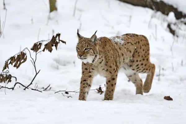 Lynx — Stockfoto