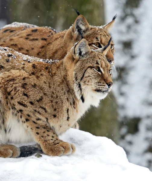 Lynx — Stock fotografie