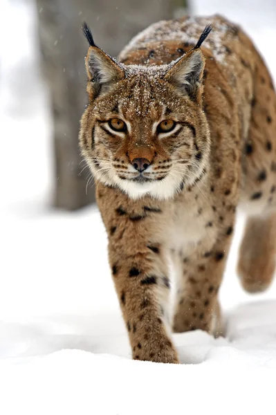 Lynx d'hiver — Photo