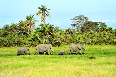 amboseli filler