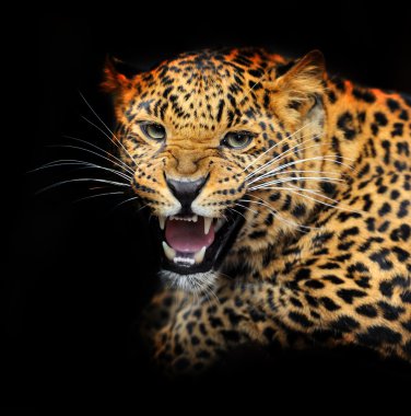 Doğal habitatları leopard portresi