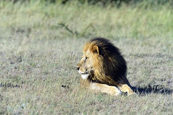 Masai Mara — Stok fotoğraf