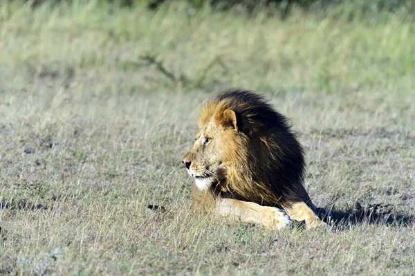 Masai Mara Ordförande — Stockfoto