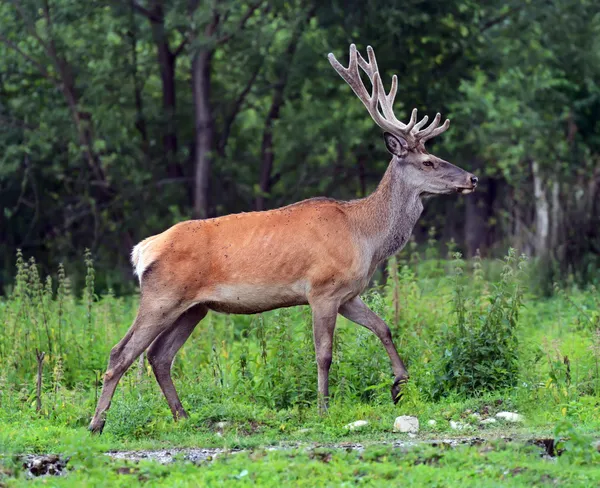 Morální jelen v lese — Stock fotografie