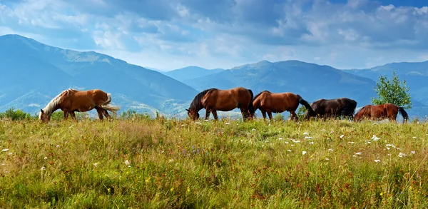 Horse on a background of mountain — Stock Photo, Image