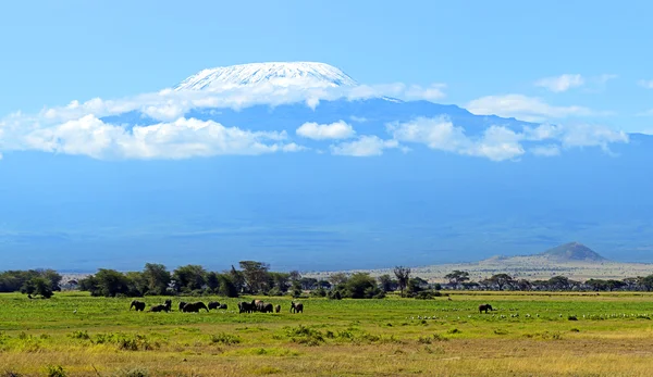 Amboseli słonie — Zdjęcie stockowe