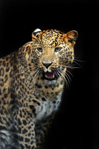 Retrato de leopardo no seu habitat natural — Fotografia de Stock