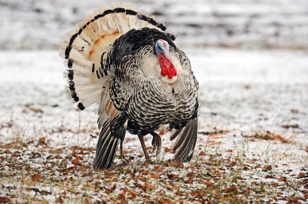 Pavo — Foto de Stock