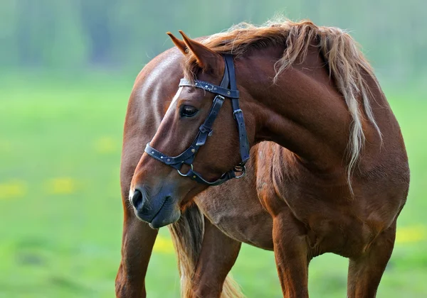 Cavallo — Foto Stock