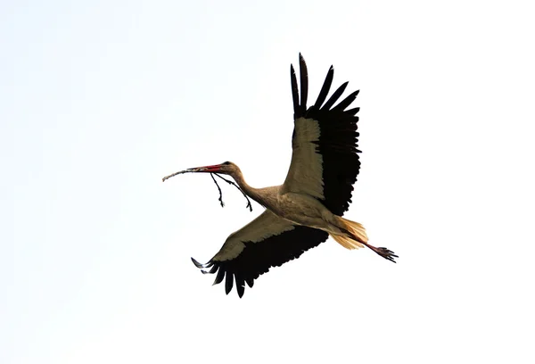 Storks — Stock Photo, Image