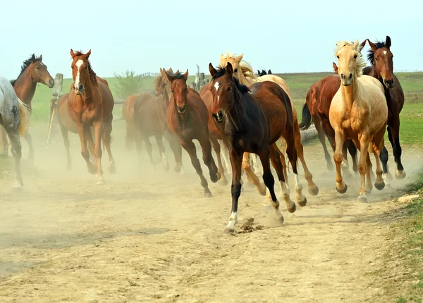 Cavallo — Foto Stock