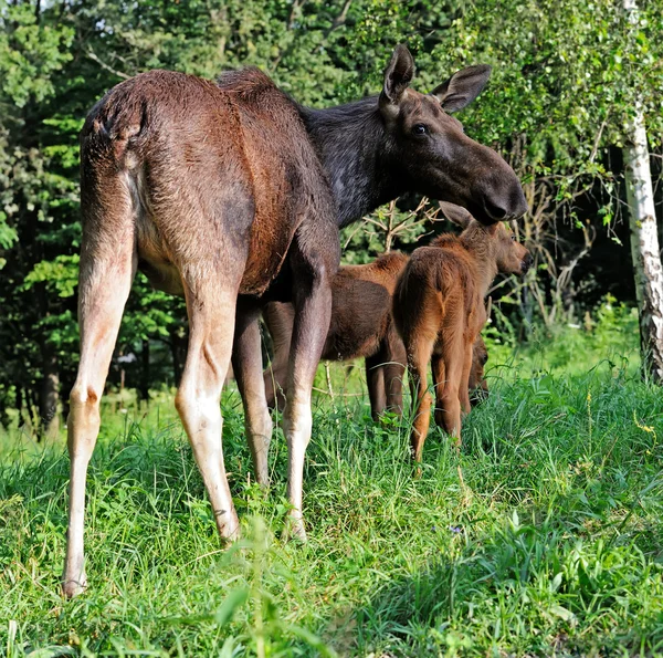 Alces en su hábitat natural —  Fotos de Stock