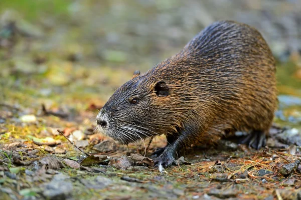 Porträt einer Wasserratte — Stockfoto