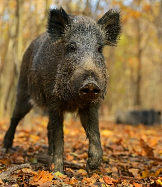 Wilde zwijnen — Stockfoto