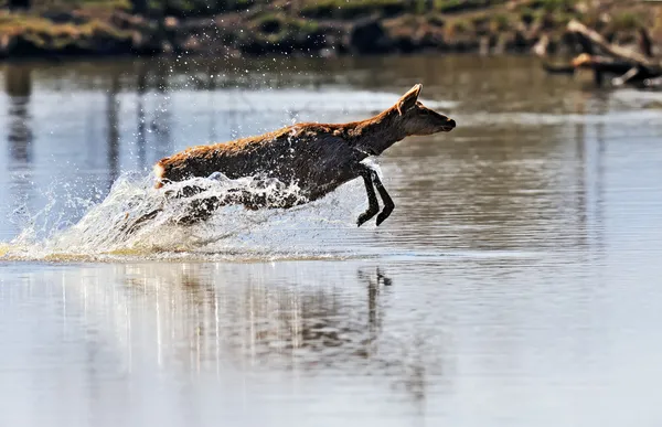 Spotted Deer — Stock Photo, Image