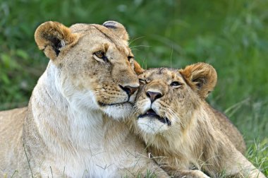 Masai Mara