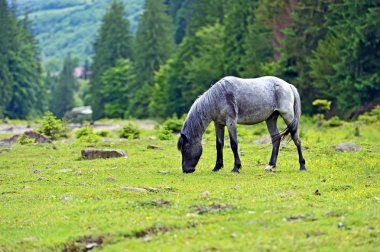 Dağ bir arka plan üzerinde at
