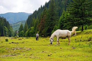 Dağ bir arka plan üzerinde at