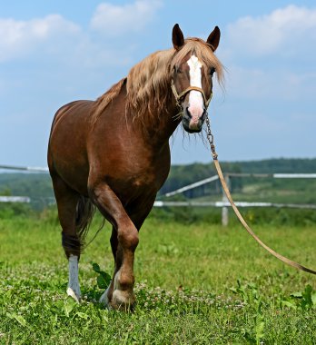 at çiftliği de yaz aylarında