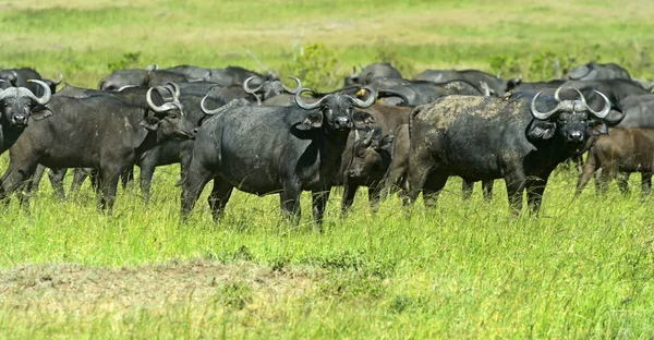 Buffalo — Stock Photo, Image