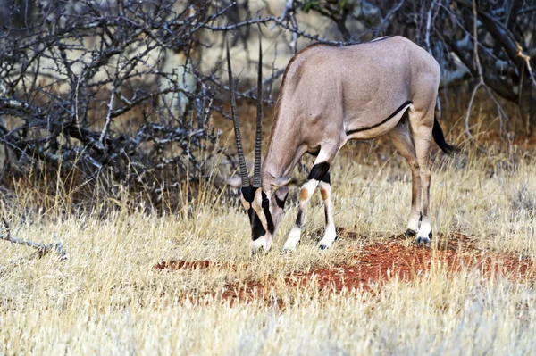 Oryx gazella — Stock Photo, Image