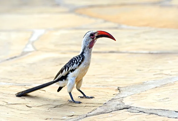 Red-billed Hornbill — Stock Photo, Image