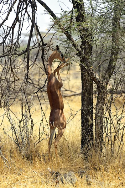 Gerenuk — Stock fotografie