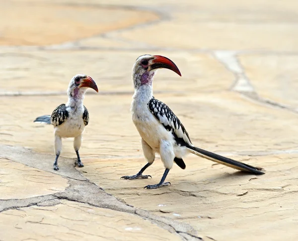 Red-billed Hornbill — Stock Photo, Image