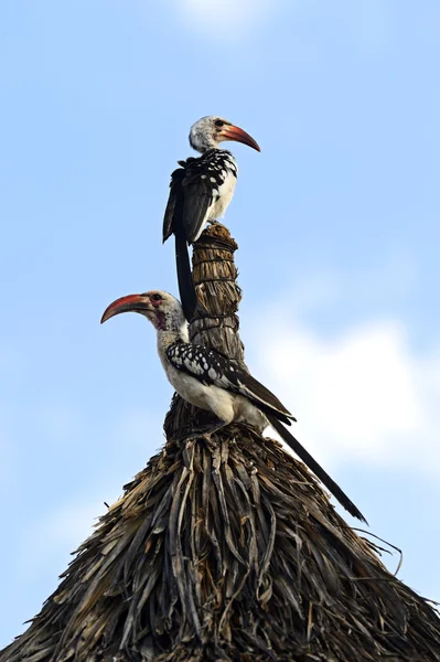 Hornbill-de-bico-vermelho — Fotografia de Stock