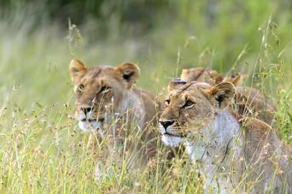 Lions Masai Mara