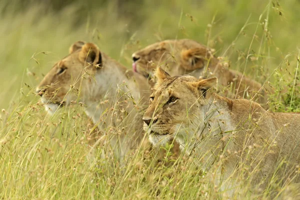 Masaai mara — Stockfoto