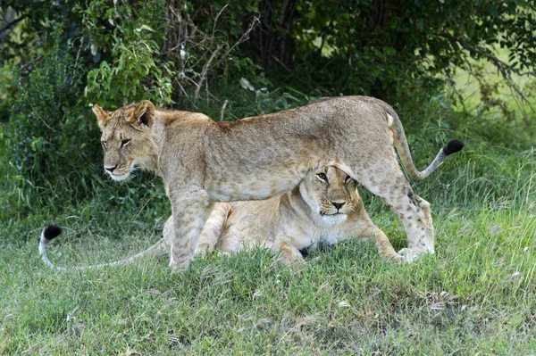 Masai Mara — Stock Photo, Image