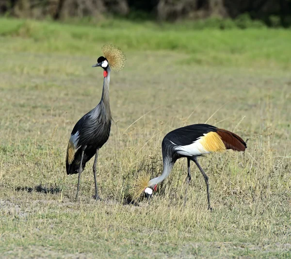 Grúa coronada — Foto de Stock