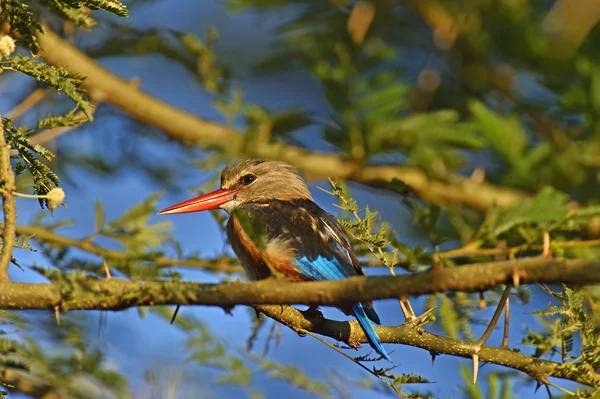 Cabeza gris Kingfisher — Foto de Stock