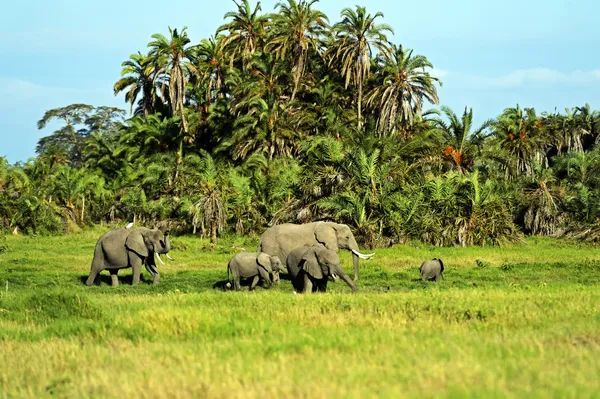 Éléphants d'Amboseli — Photo