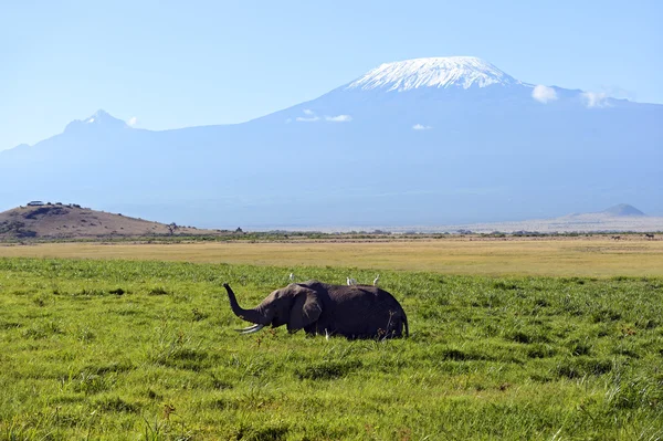 Amboseli-Elefanten — Stockfoto