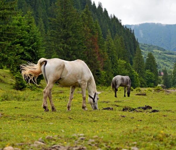 Caballo sobre un fondo de montaña — Foto de Stock