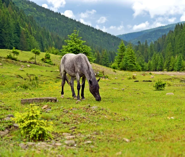 Koně na pozadí hory — Stock fotografie