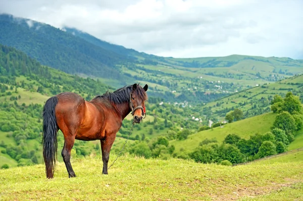 Caballo sobre un fondo de montaña —  Fotos de Stock