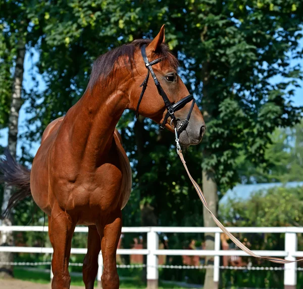 Tribal young stallion at the racetrack — Stock Photo, Image