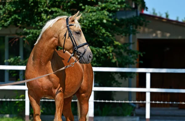 Tribal young stallion at the racetrack — Stock Photo, Image