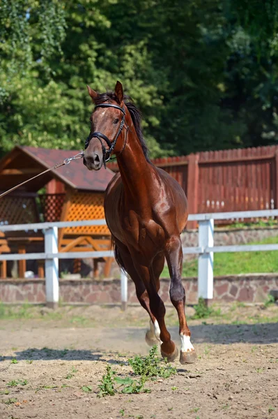 Tribal young stallion at the racetrack — Stock Photo, Image