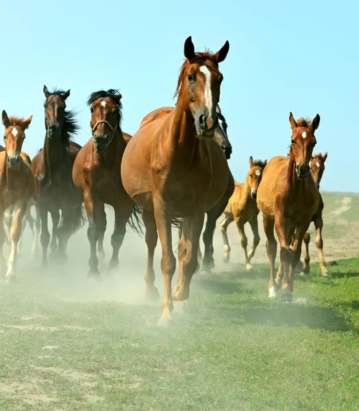 Paarden op de boerderij in de zomer — Stockfoto