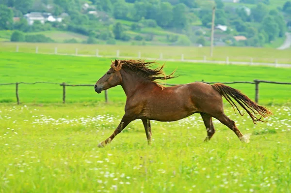 Cavalo — Fotografia de Stock