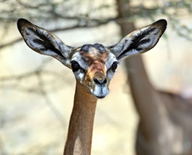 Gerenuk