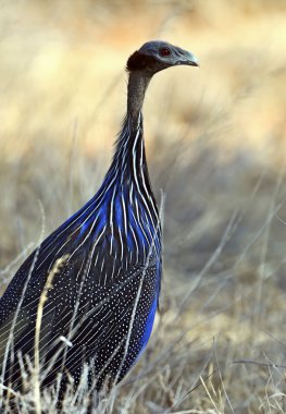 vulturine beçtavuğu 